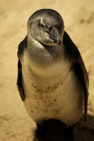 Fairy penguins — Stockfoto