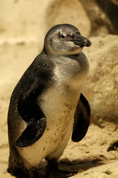 Fairy Penguins — Stock Photo, Image