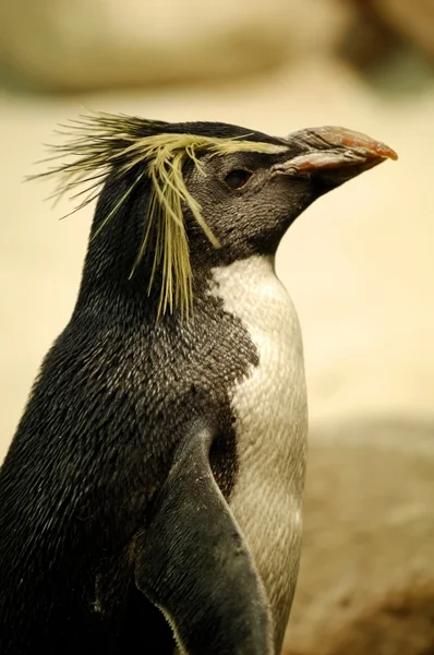 Fairy Penguins — Stock Photo, Image