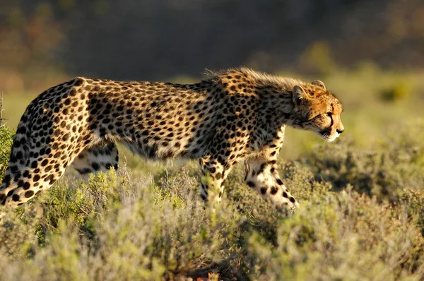 Cheetah — Stok Foto