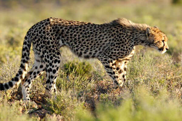 Cheetah