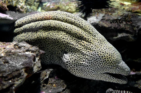 Underwater Aquaium — Stock Photo, Image