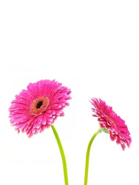 Gerberas — Foto de Stock