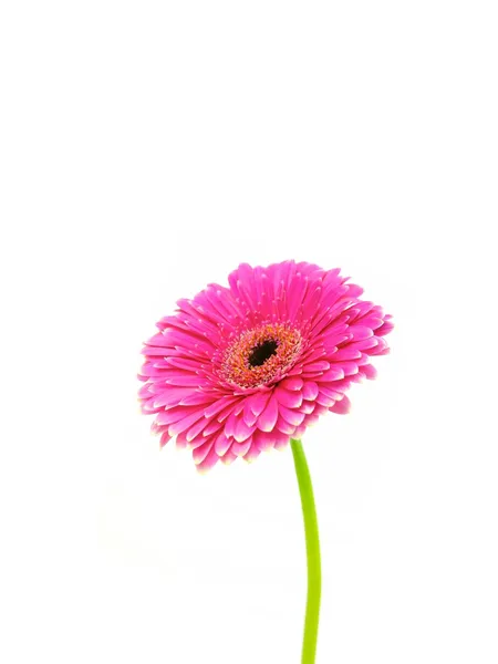 Gerbera — Stockfoto