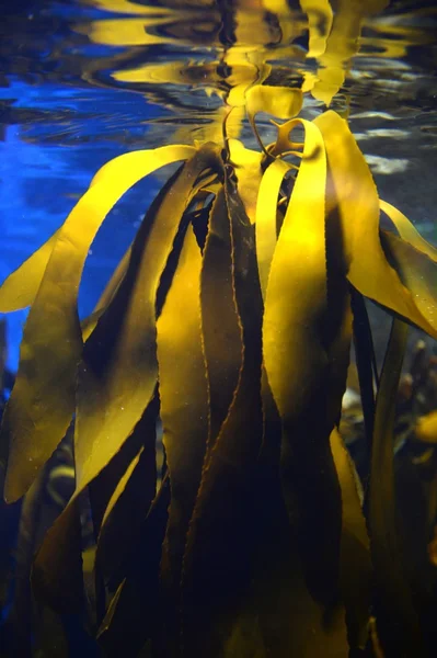 Onderwater aquaium — Stockfoto