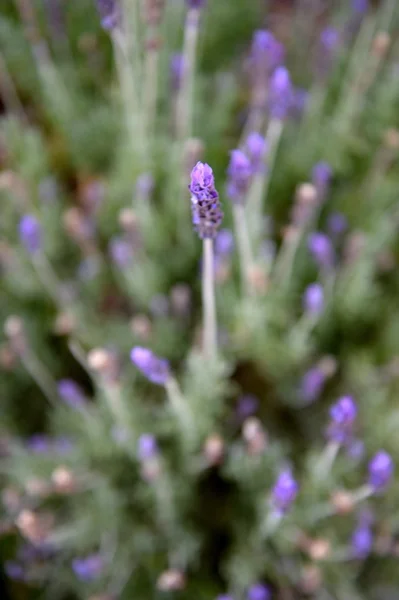 Lavender Bush — Stok fotoğraf