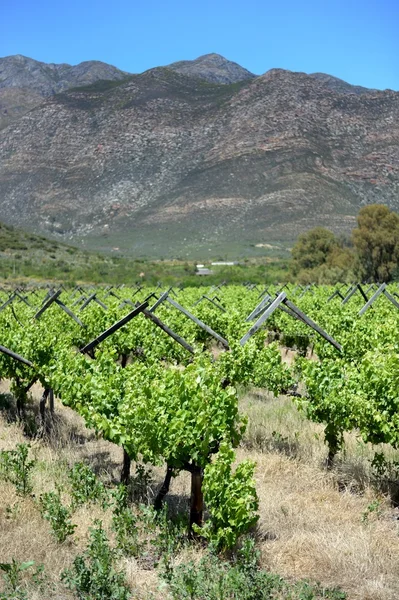 Vinhas — Fotografia de Stock