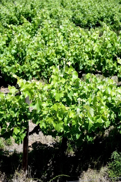 Vineyards — Stock Photo, Image