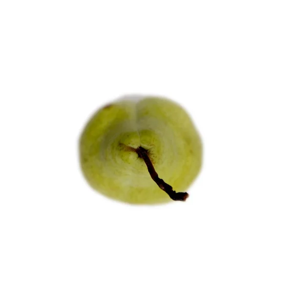 Peren — Stockfoto