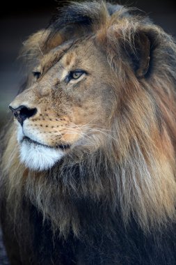 Afrika aslanı