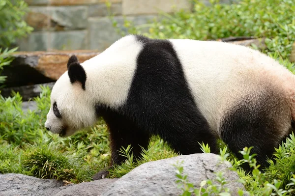 Panda — Stockfoto