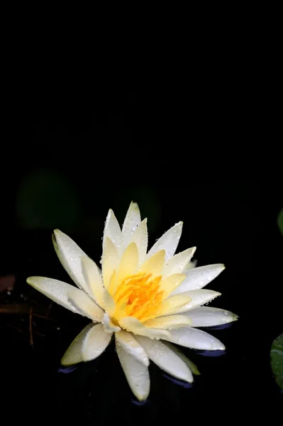 Water Lilies — Stock Photo, Image