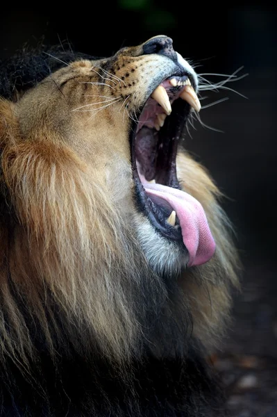 Afrikanischer Löwe — Stockfoto