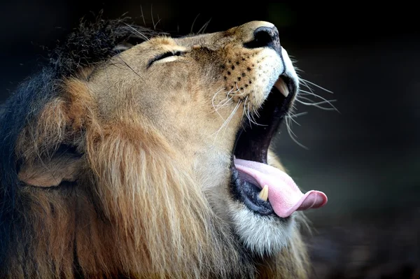 León africano —  Fotos de Stock