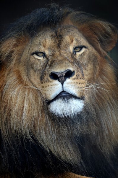 A close up shot of an African Lion