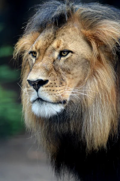 Leão africano — Fotografia de Stock