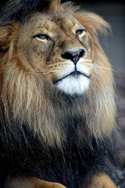 Afrikanischer Löwe — Stockfoto