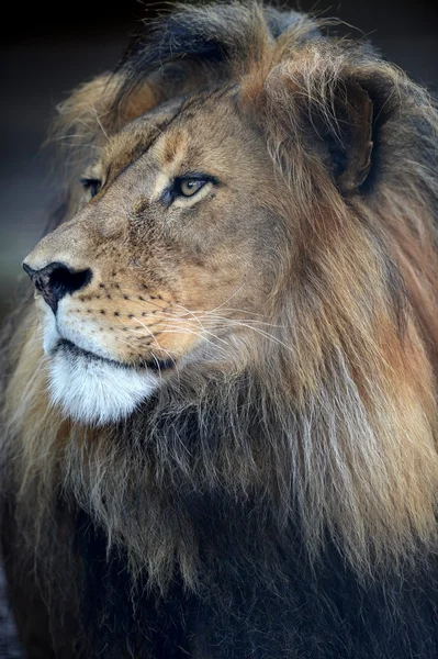 Afrikaanse leeuw — Stockfoto