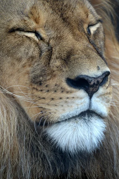 Leone africano — Foto Stock