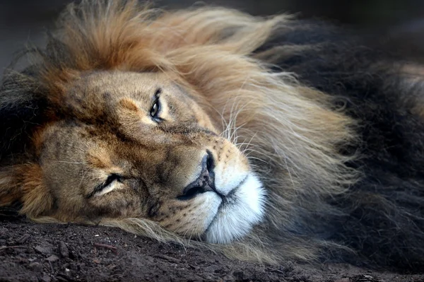 African Lion — Stock Photo, Image