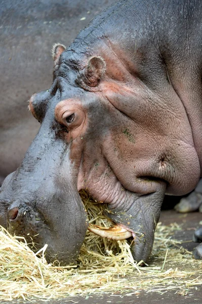 Hippopotamus — Stock Photo, Image