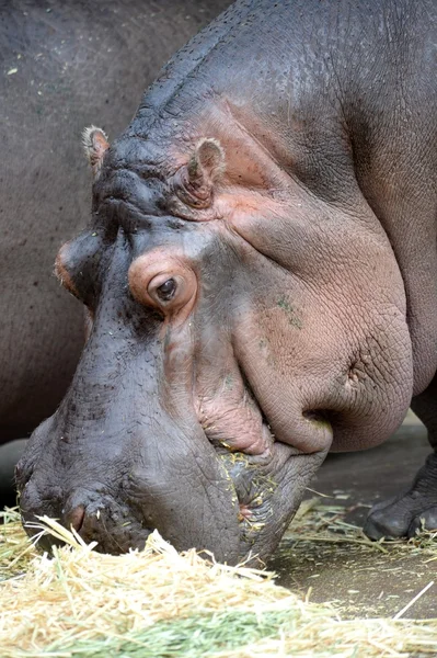 Hippopotamus — Stock Photo, Image