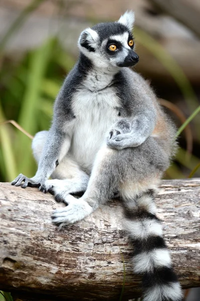 Anel cauda Lemur — Fotografia de Stock