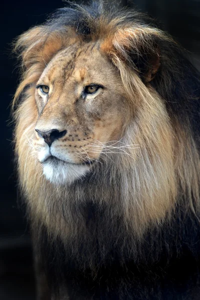 Afrikanischer Löwe — Stockfoto