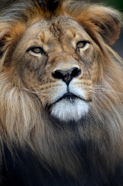 A close up shot of an African Lion