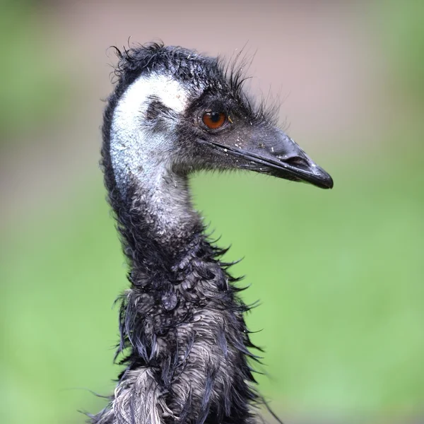 Australisk emu — Stockfoto