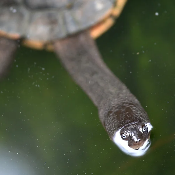 Short Neck Turtle — Stock Photo, Image