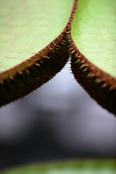 Lilie wodne Amazonka — Zdjęcie stockowe