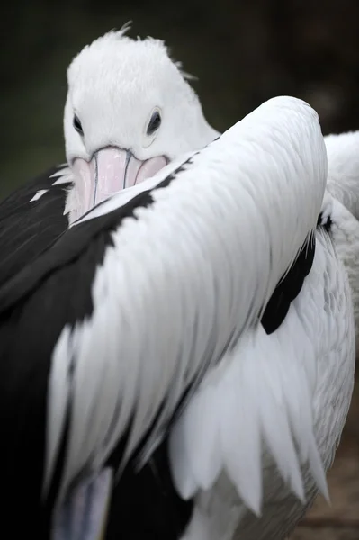 Pelican — Stock Photo, Image