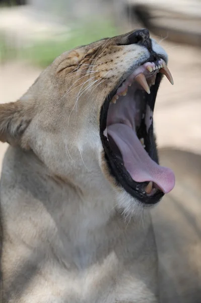 African Lion — Stock Photo, Image