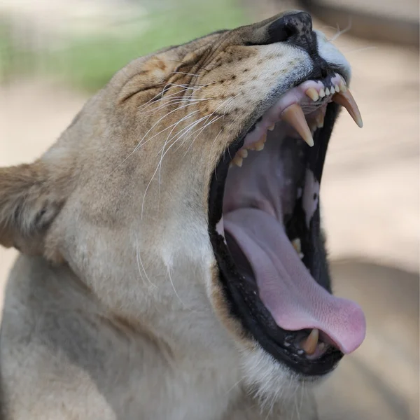 León africano —  Fotos de Stock