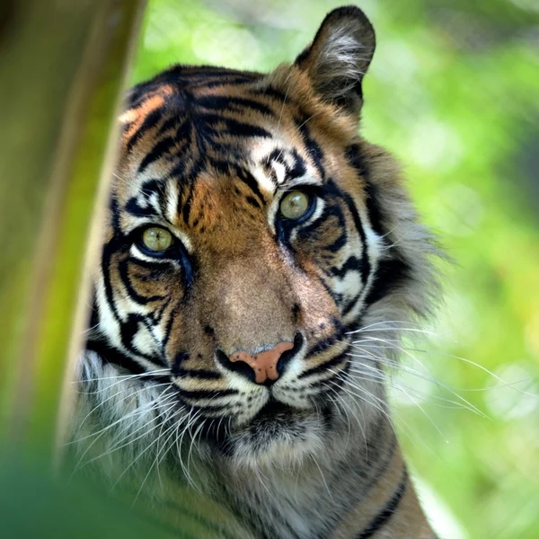 Sumatran Tiger — Stock Photo, Image