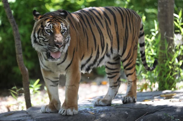Tigre de Sumatra — Photo