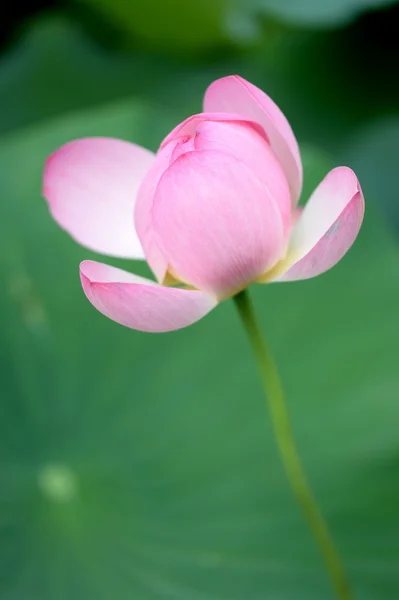 Lotusbloem — Stockfoto