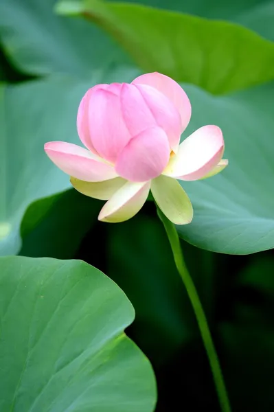 Lotus fleur — Photo