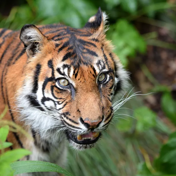 Sumatran tiger — Stockfoto