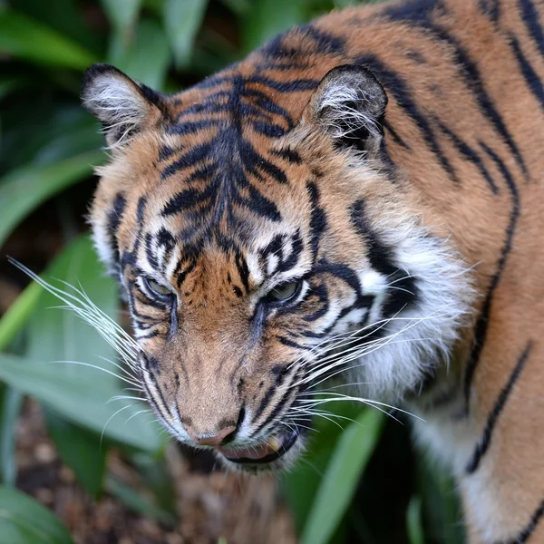Tigre di Sumatra — Foto Stock