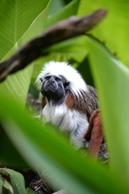 Cotton Top Tamarin clipart