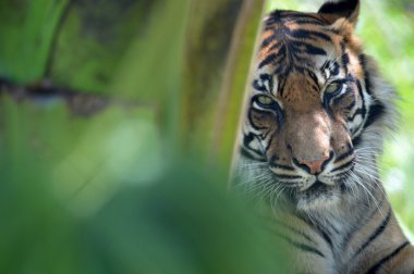 Sumatra kaplanı