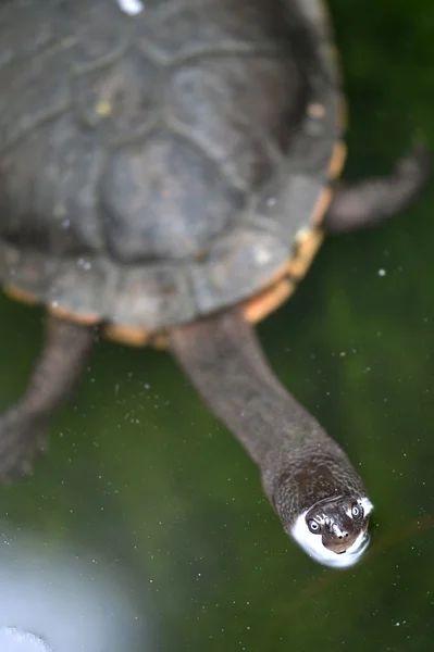 Short Neck Turtle — Stock Photo, Image