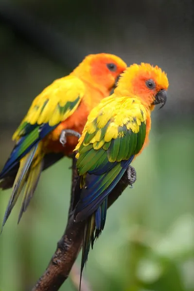 Conures — Stock Photo, Image