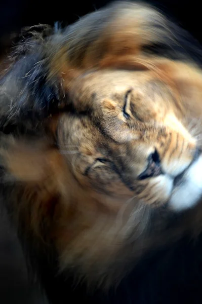 Lwa afrykańskiego — Zdjęcie stockowe