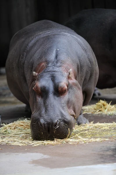 Nilpferd — Stockfoto