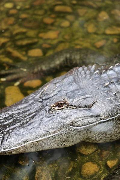 Amerikaanse alligator — Stockfoto