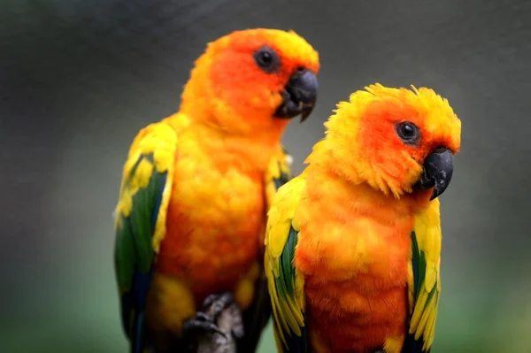 Conures — 스톡 사진