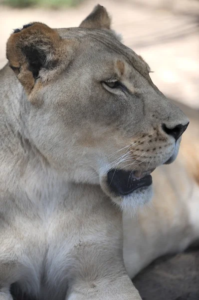 León africano — Foto de Stock